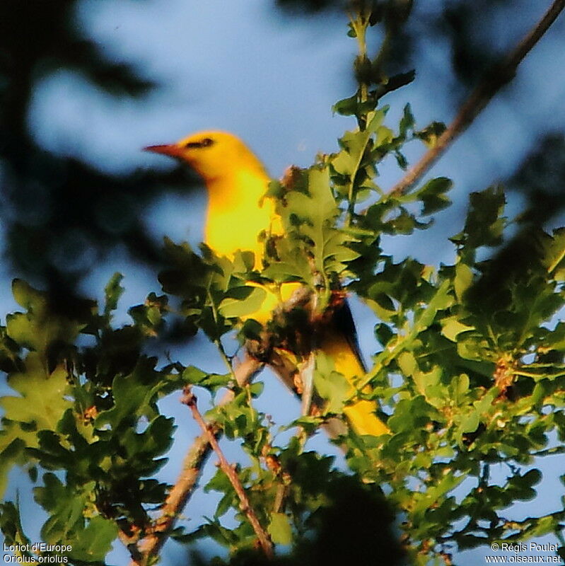 Eurasian Golden Oriole male adult