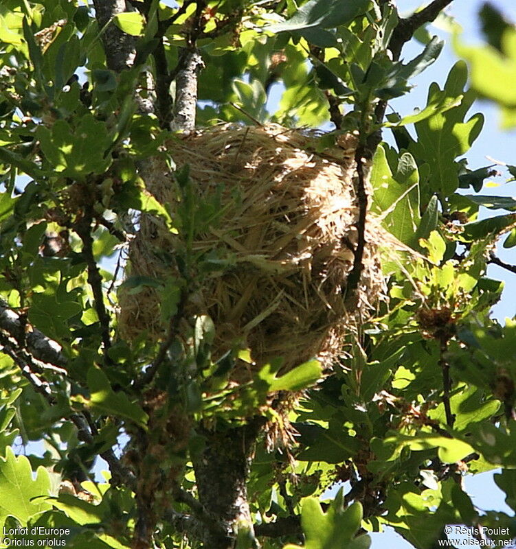 Eurasian Golden Oriole, Reproduction-nesting