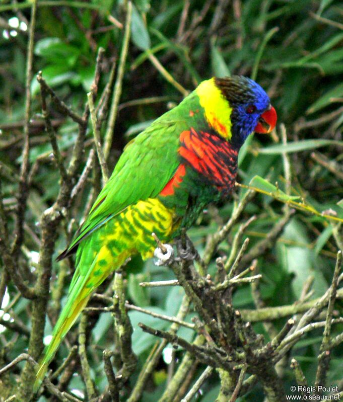 Coconut Lorikeetadult