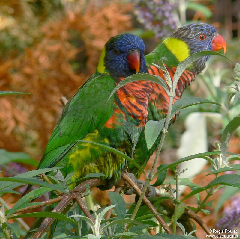 Coconut Lorikeet 