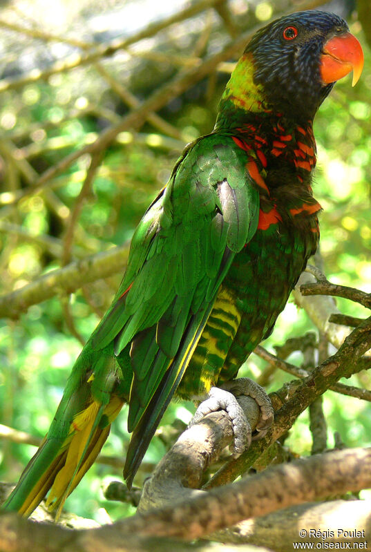 Loriquet à tête bleueadulte, identification