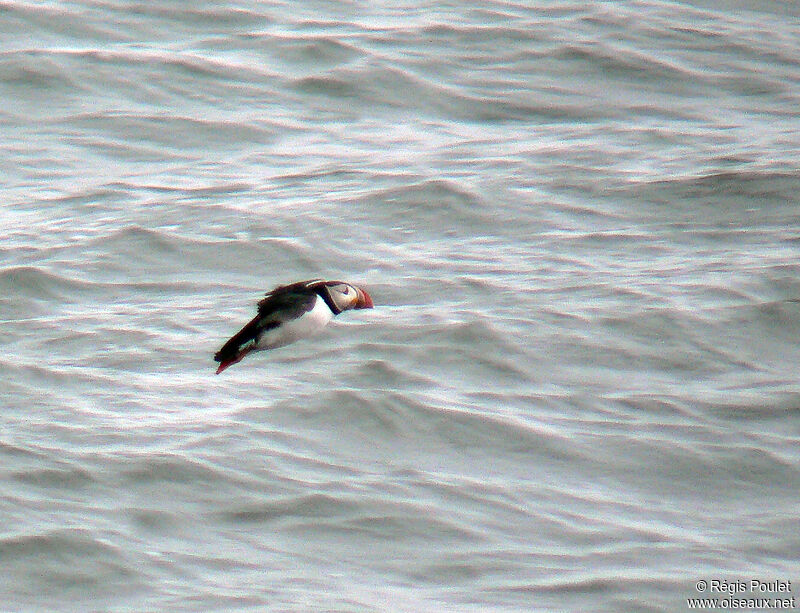 Atlantic Puffinadult breeding, Flight