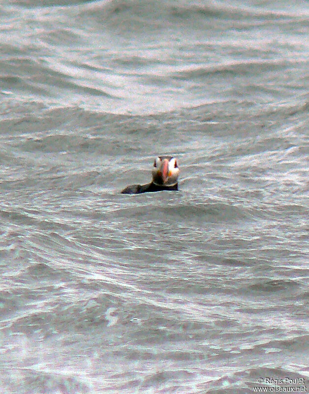 Atlantic Puffinadult breeding, Behaviour