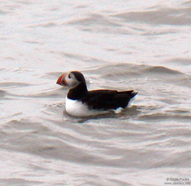 Atlantic Puffinadult breeding, identification, Behaviour