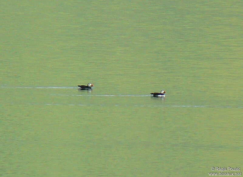 Atlantic Puffinadult breeding, Behaviour