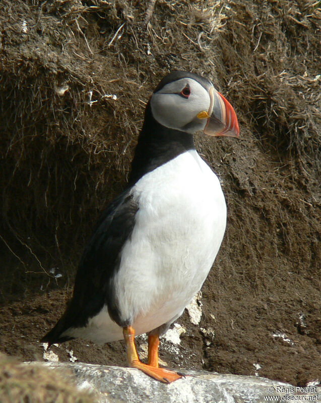 Atlantic Puffinadult breeding, identification