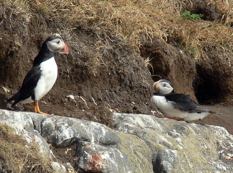 Atlantic Puffinadult breeding, Reproduction-nesting