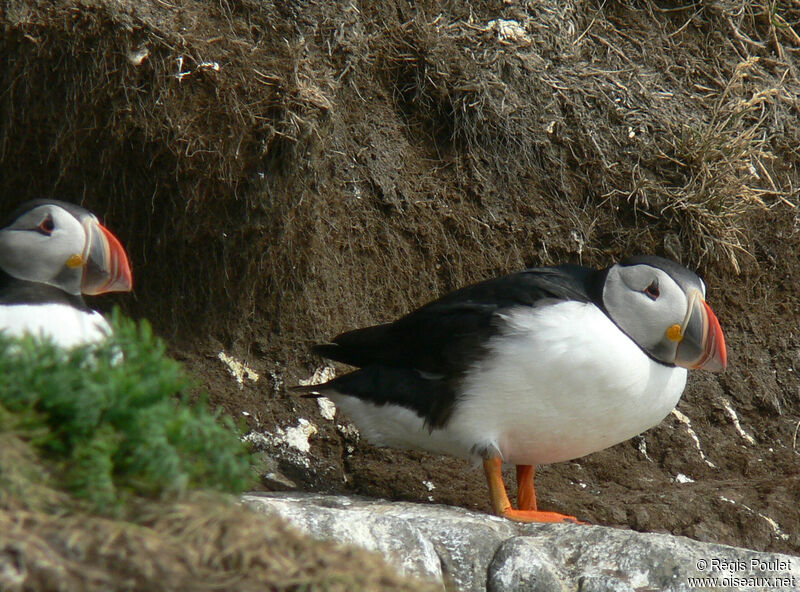 Atlantic Puffin adult breeding, identification, Reproduction-nesting