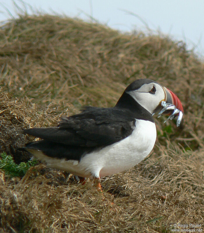 Atlantic Puffinadult breeding, identification, feeding habits