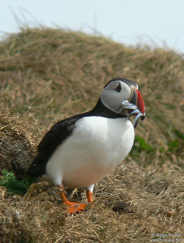 Macareux moineadulte nuptial, identification, régime