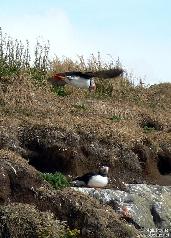 Atlantic Puffinadult, Flight, Behaviour