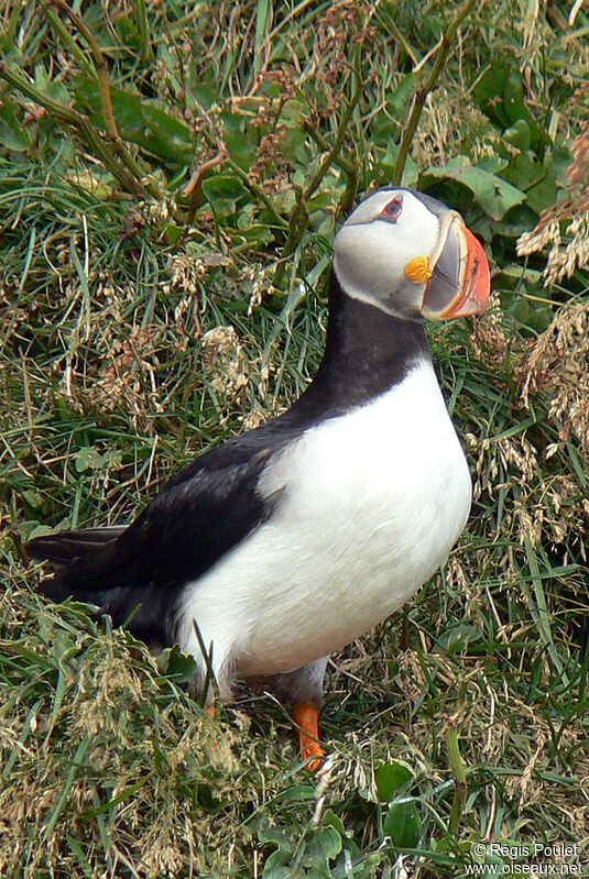 Atlantic Puffinadult breeding, identification