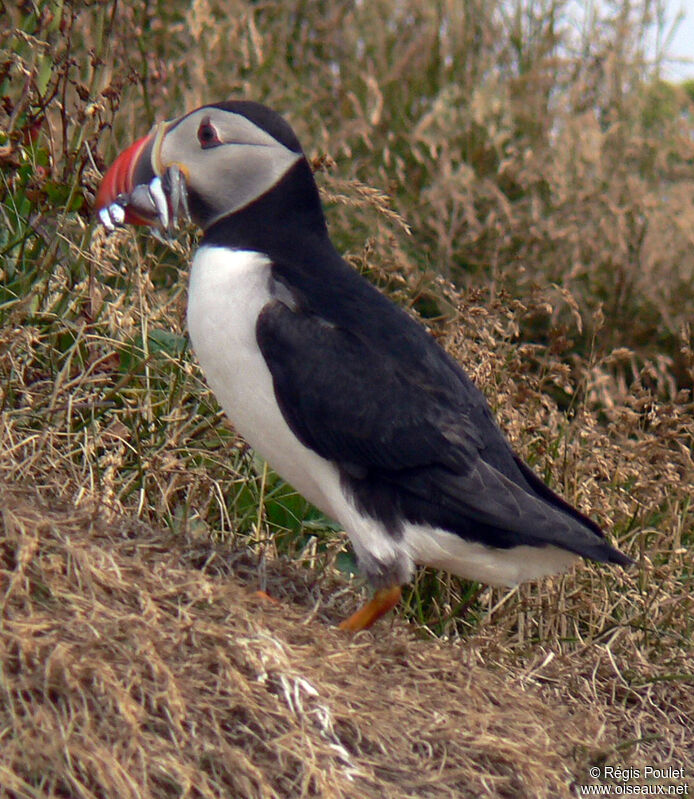 Macareux moineadulte nuptial, identification, régime