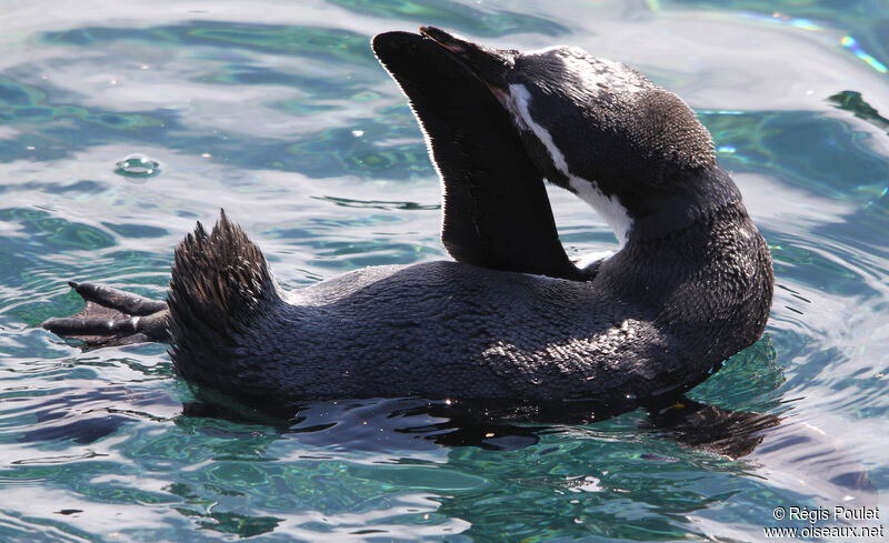 Humboldt Penguin, Behaviour