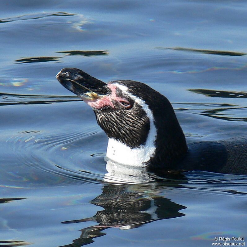 Humboldt Penguinadult