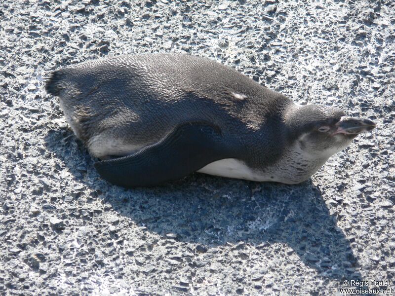 Humboldt Penguin