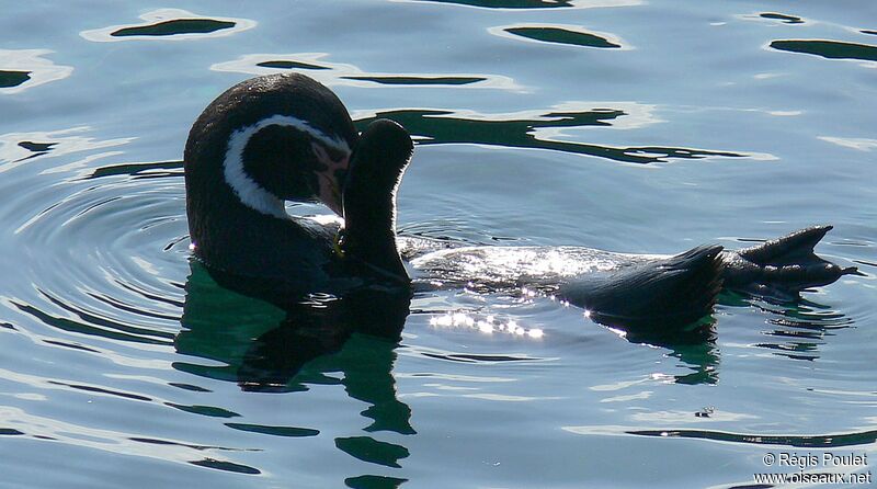 Humboldt Penguinadult