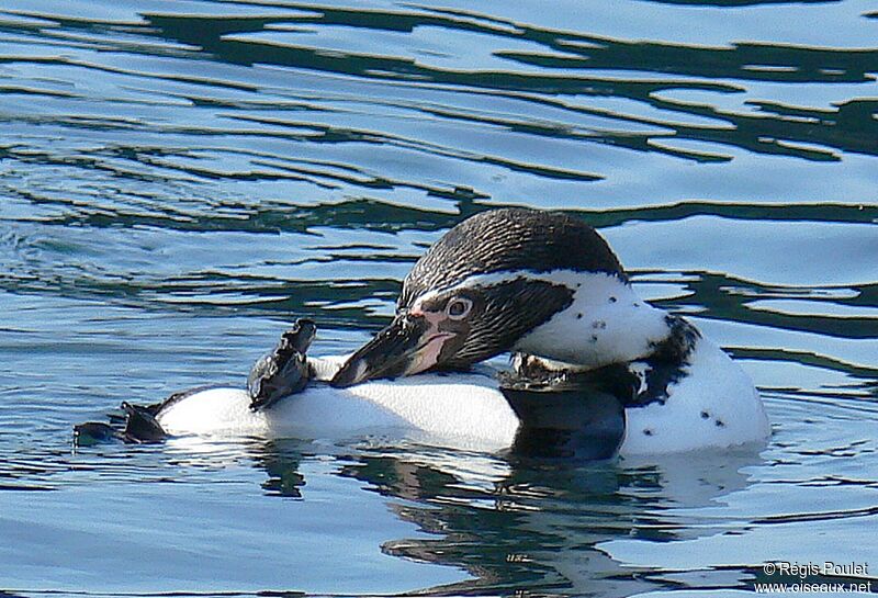 Humboldt Penguinadult