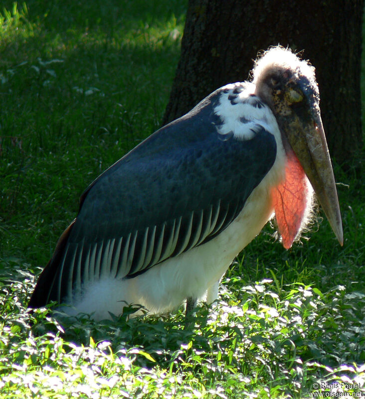 Marabou Storkadult, Reproduction-nesting