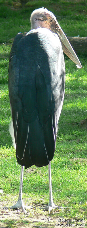 Marabou Storkadult, identification