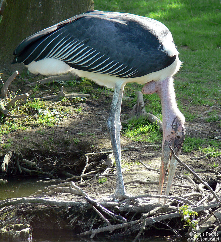 Marabou Storkadult