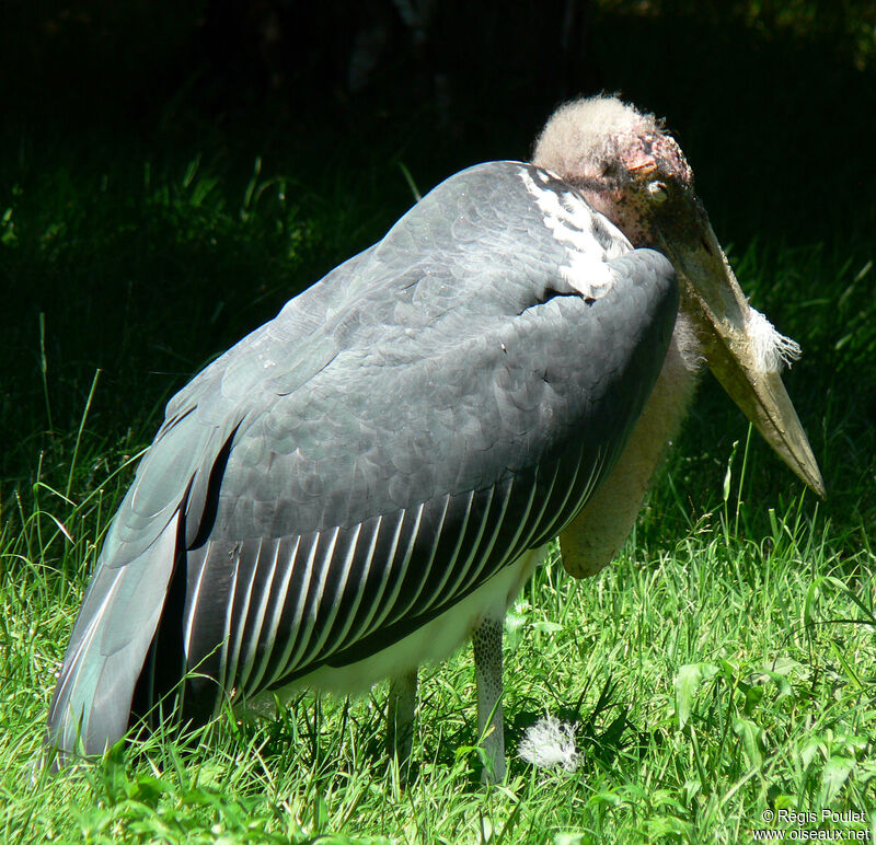 Marabou Storkadult, identification