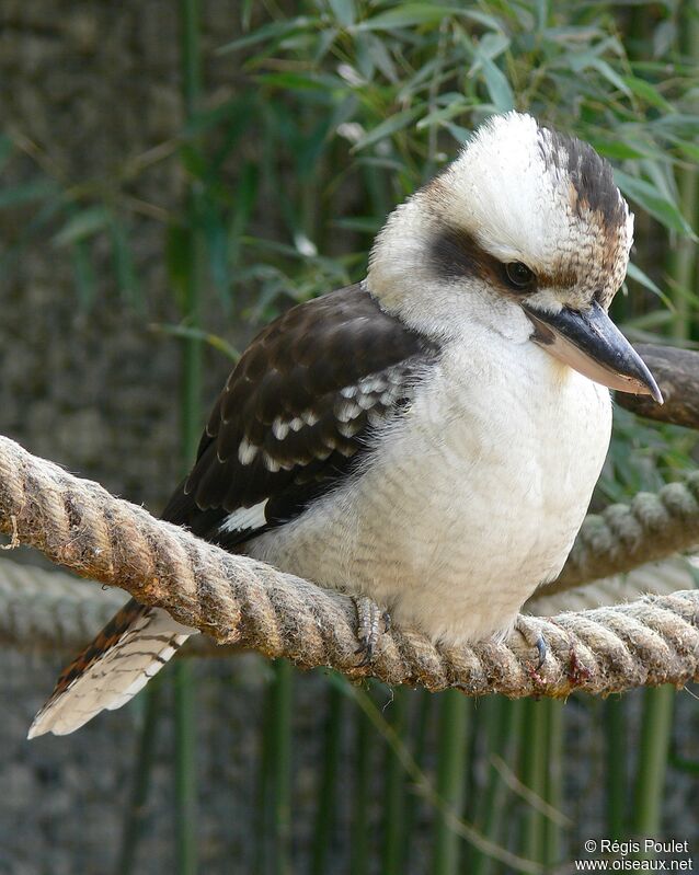 Laughing Kookaburraadult