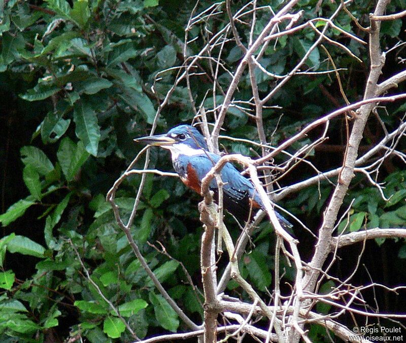 Ringed Kingfisheradult