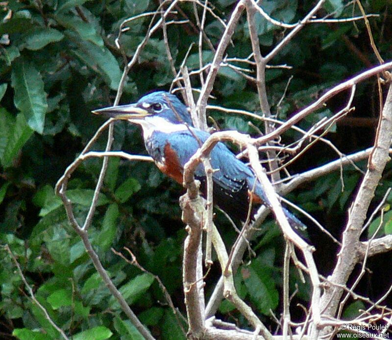 Ringed Kingfisheradult