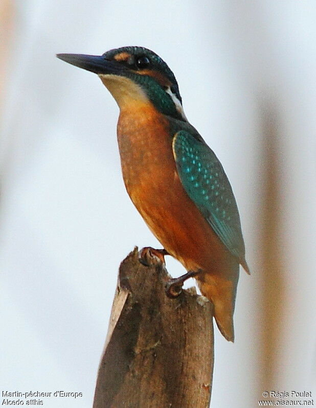 Common Kingfisher