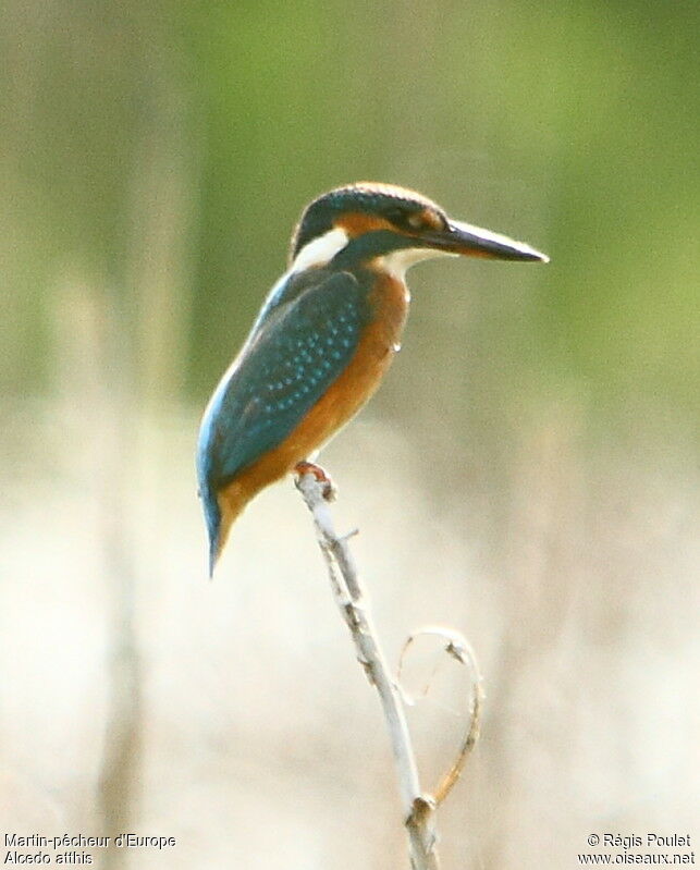 Martin-pêcheur d'Europe