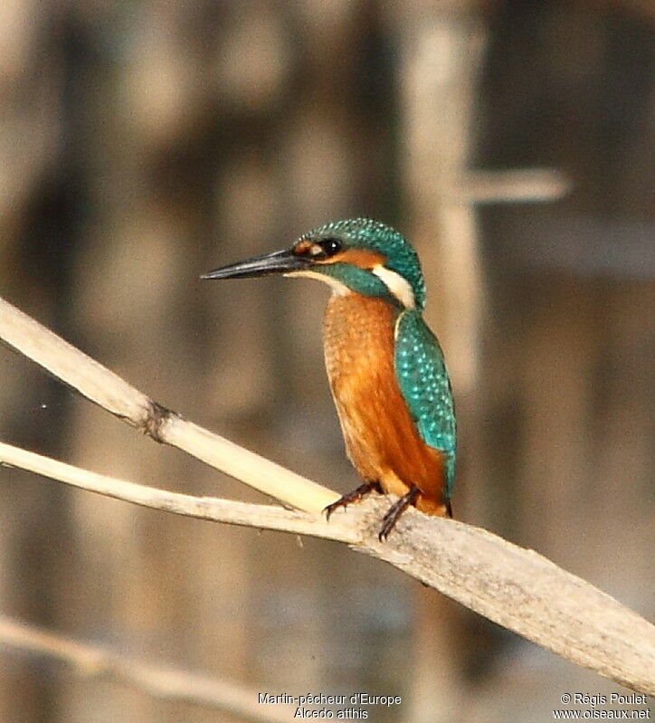 Common Kingfisher