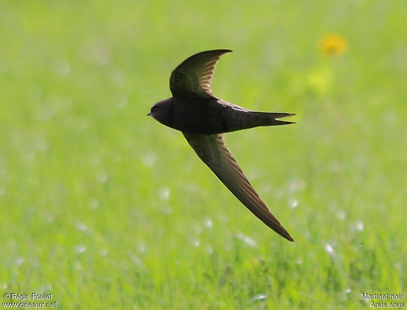 Common Swift, Flight