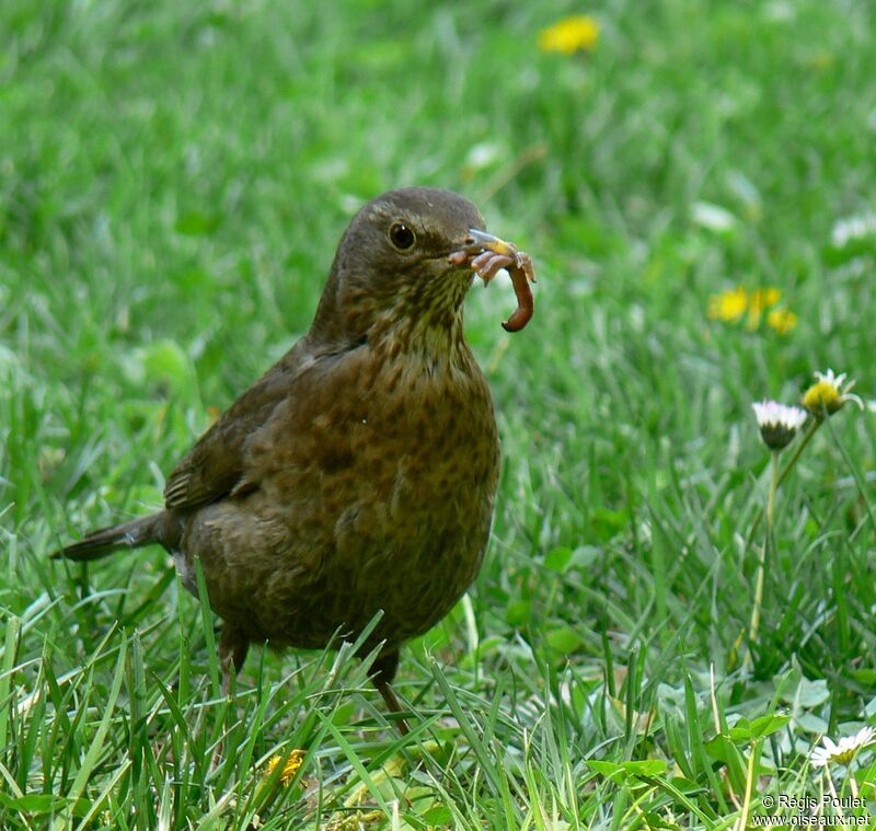 Merle noir femelle adulte, régime