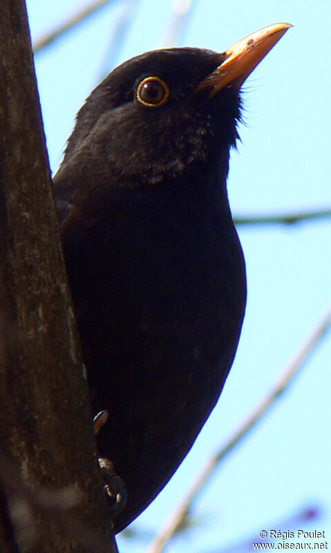 Common Blackbird male adult