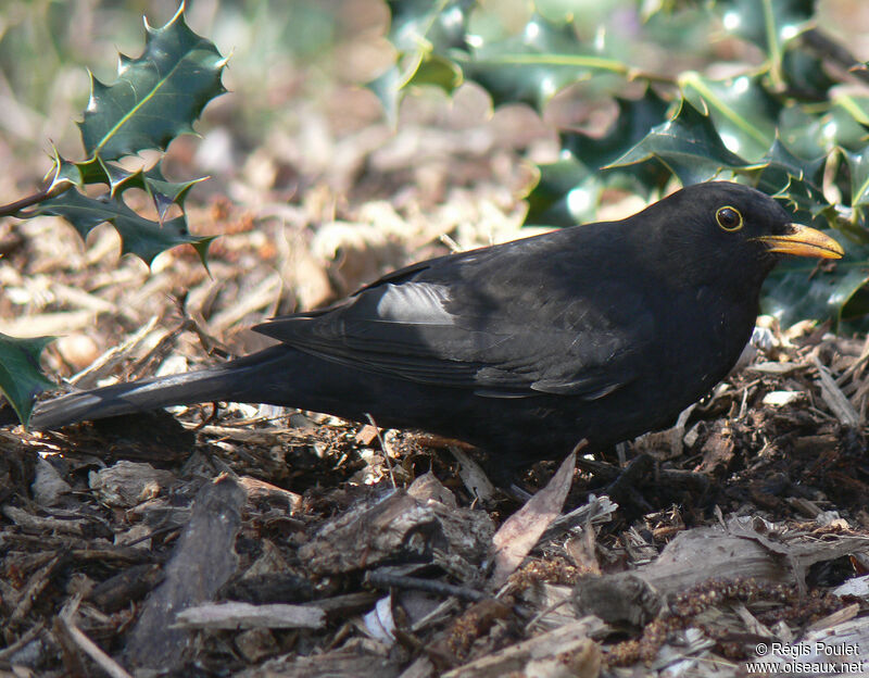 Merle noir mâle adulte, identification