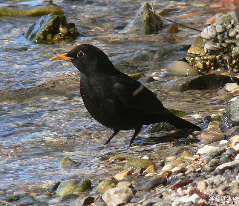 Merle noir mâle adulte, identification