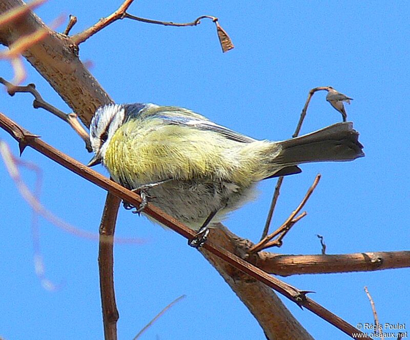 Eurasian Blue Tit