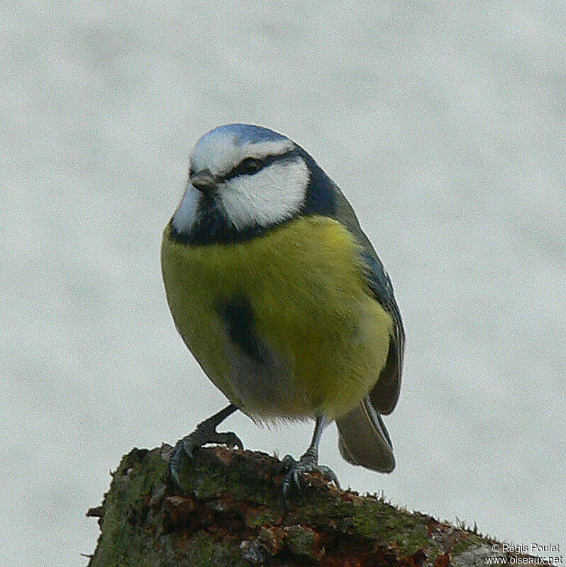 Mésange bleueadulte