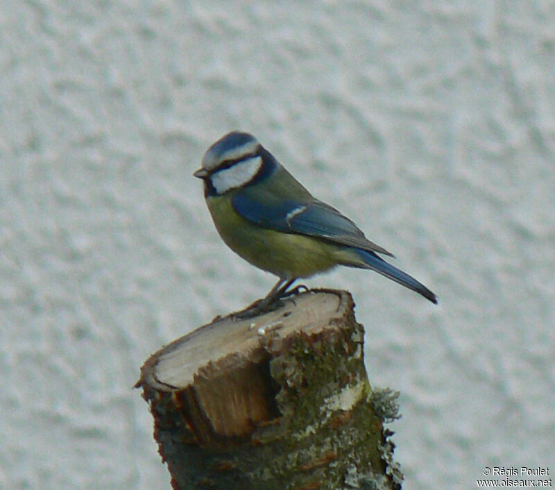 Eurasian Blue Titadult, identification