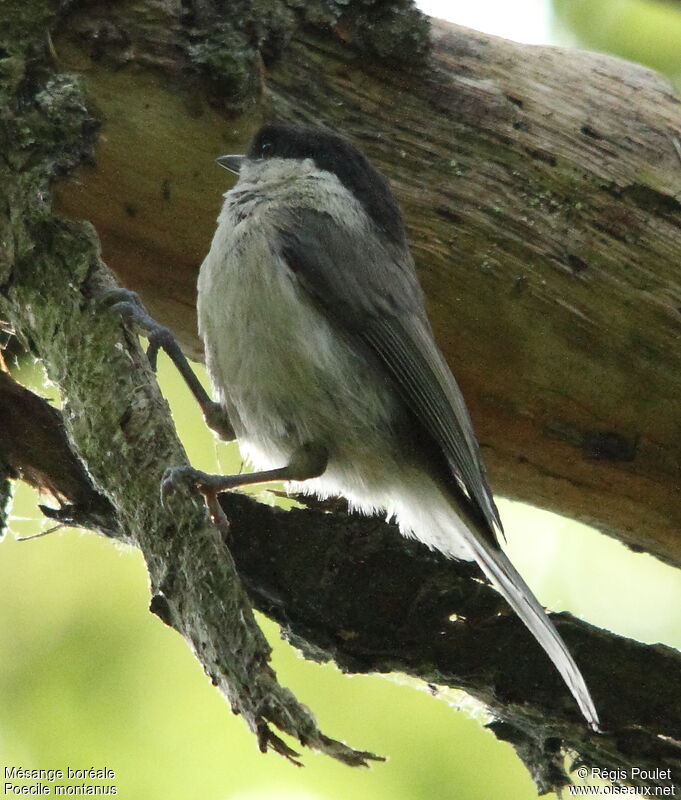 Mésange boréale