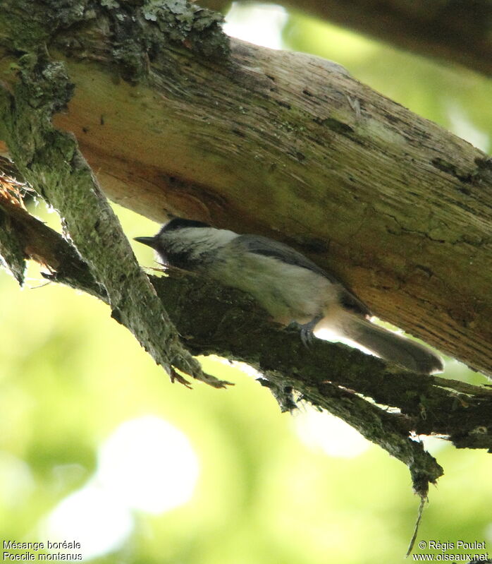 Mésange boréale, Comportement