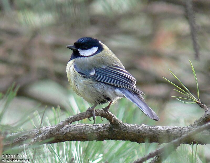 Great Tit male adult