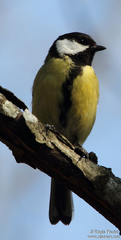 Mésange charbonnière