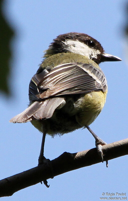 Great Tit, identification