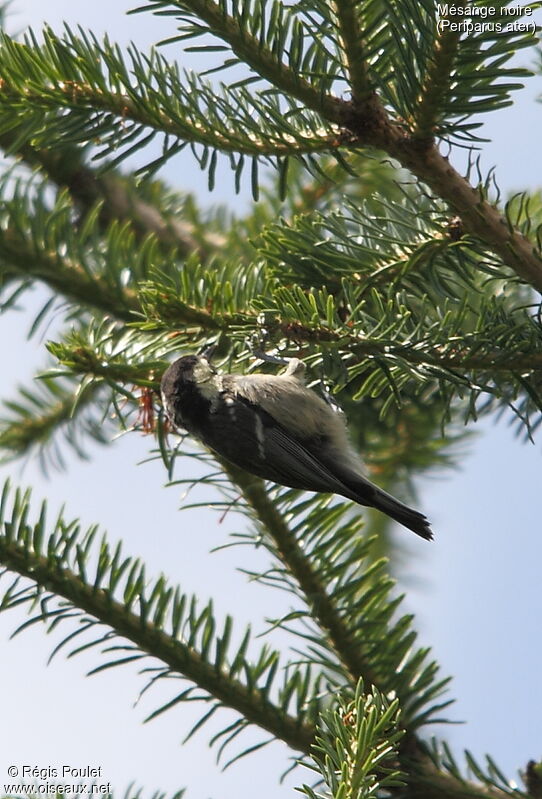 Mésange noire, mange