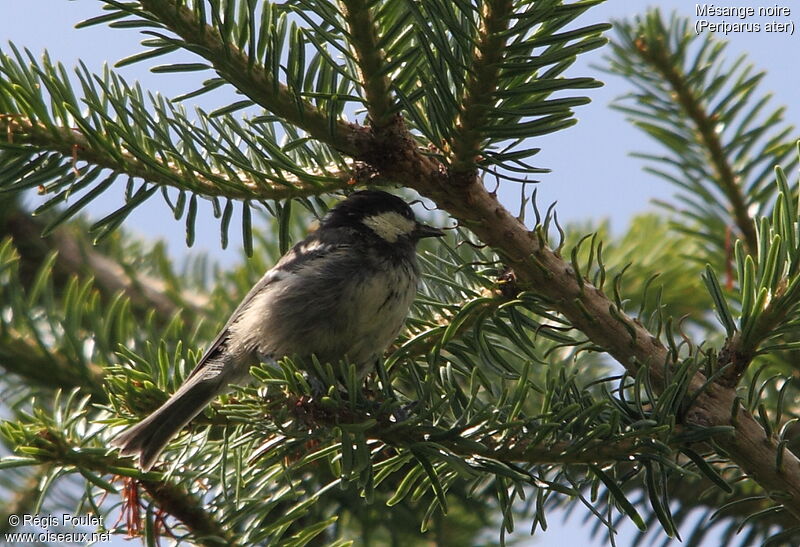 Mésange noire