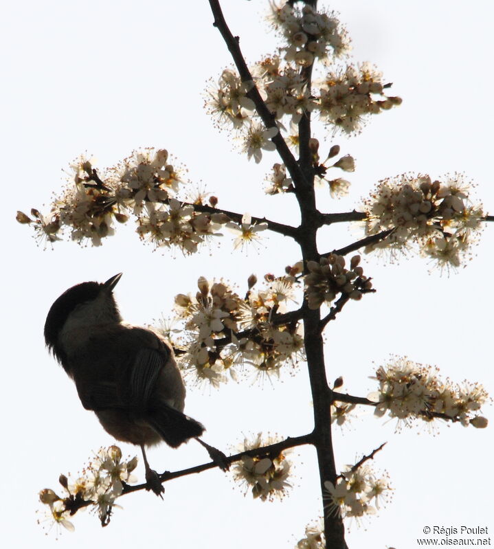 Mésange nonnette, régime