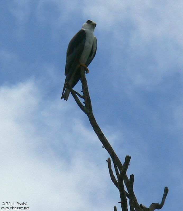 Plumbeous Kiteadult