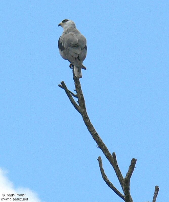 Plumbeous Kiteadult